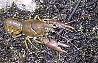 Native Crayfish White-Clawed